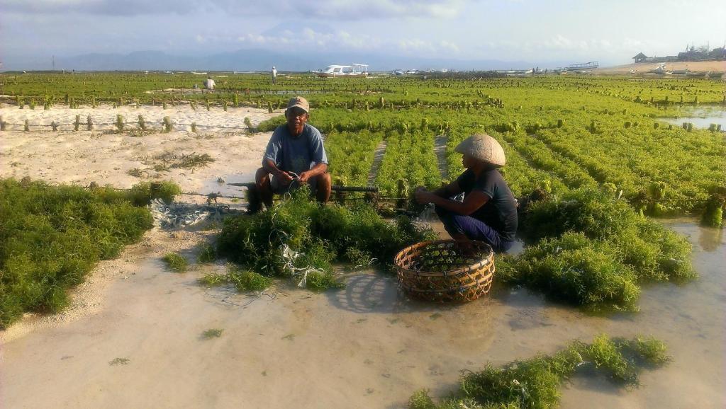 Lembongan Made Inn Nusa Lembongan Kültér fotó